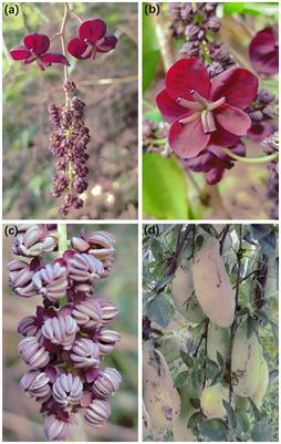 Pollinator probing preference and switching mode-mediated self-interference within a monoecious plant significantly reduced reproductive fitness